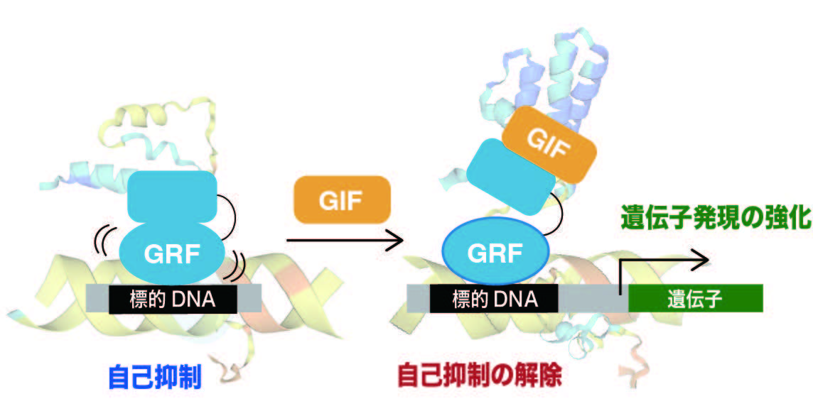 野﨑翔平助教等の研究成果がBioscience,Biotechnology,and Biochemistry誌に掲載されましたpage-visual 野﨑翔平助教等の研究成果がBioscience,Biotechnology,and Biochemistry誌に掲載されましたビジュアル