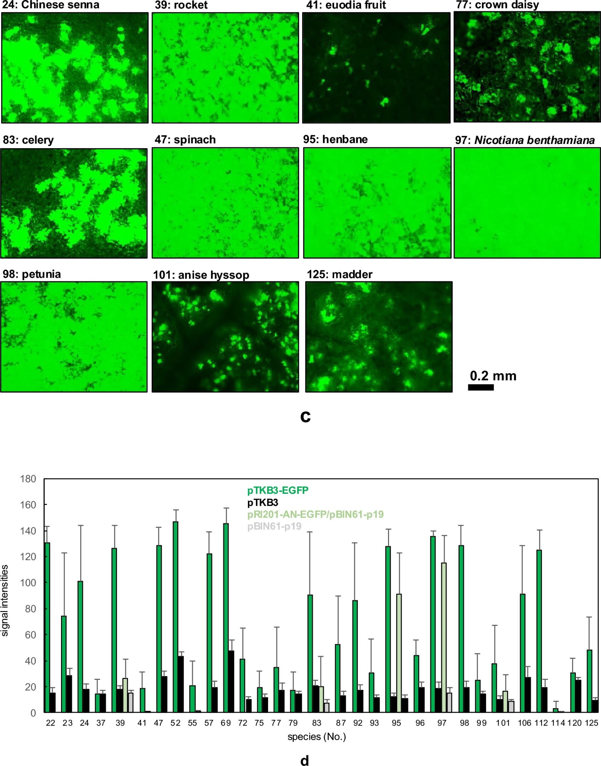 【プレスリリース】薬用植物を活用したバイオ医薬品生産の新展開　―30種の新たなホスト植物候補を発見―page-visual 【プレスリリース】薬用植物を活用したバイオ医薬品生産の新展開　―30種の新たなホスト植物候補を発見―ビジュアル