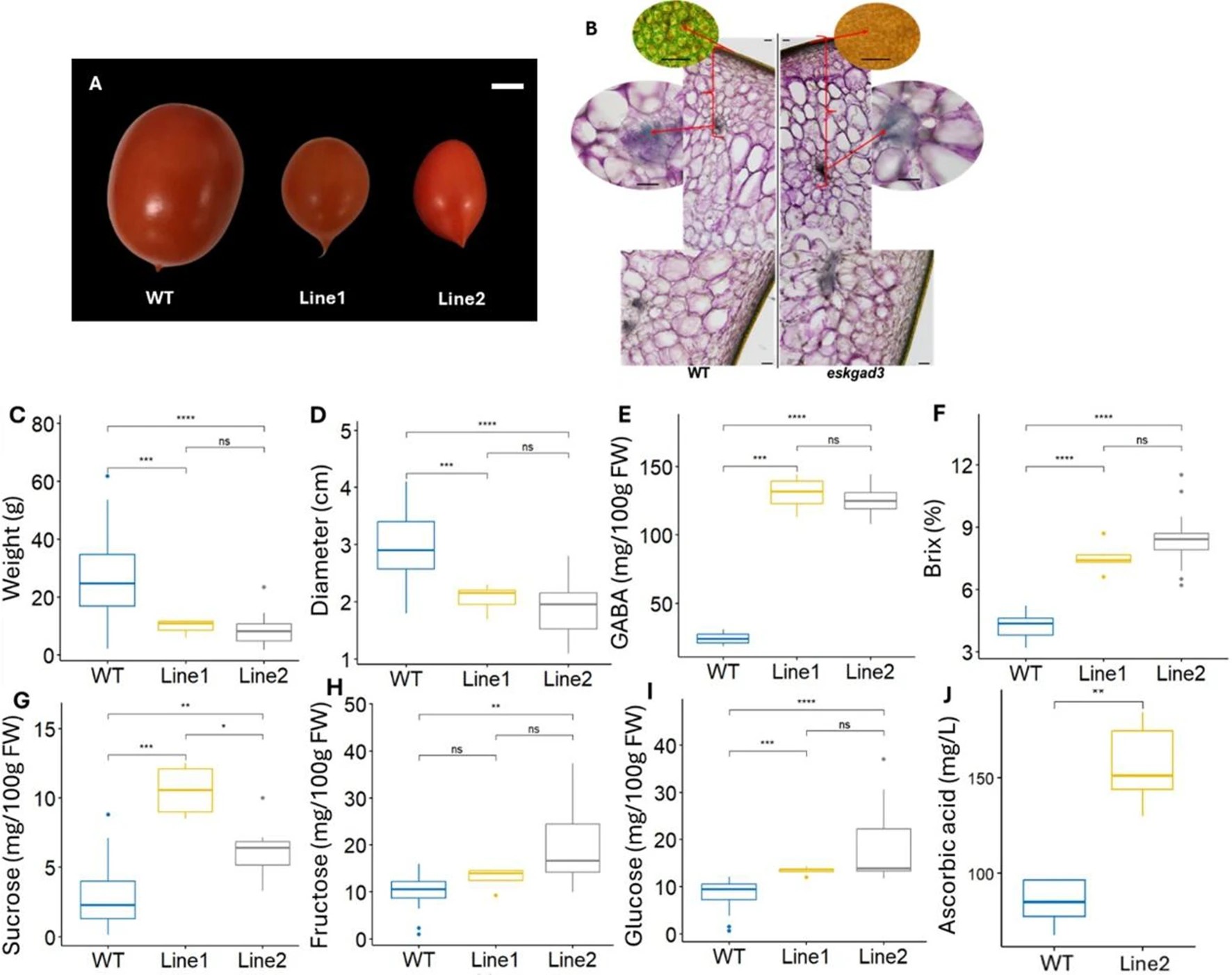 【プレスリリース】ゲノム編集により高糖度・高GABA・高ビタミンCのトマトを作出page-visual 【プレスリリース】ゲノム編集により高糖度・高GABA・高ビタミンCのトマトを作出ビジュアル