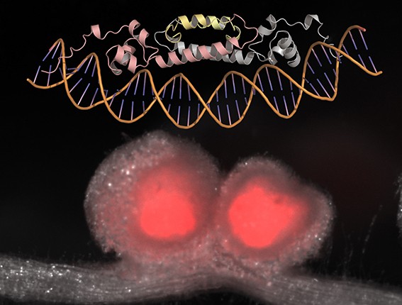 【プレスリリース】植物と窒素固定細菌の根粒共⽣を制御するマスター因⼦の分⼦進化を解明page-visual 【プレスリリース】植物と窒素固定細菌の根粒共⽣を制御するマスター因⼦の分⼦進化を解明ビジュアル