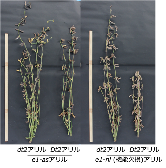 Journal of Experimental Botany誌へ埼玉大学・竹島助教、本学・野﨑助教らの論文が掲載page-visual Journal of Experimental Botany誌へ埼玉大学・竹島助教、本学・野﨑助教らの論文が掲載ビジュアル