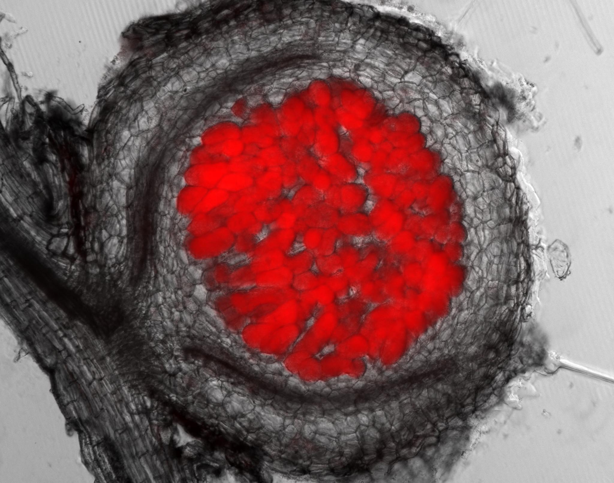 【プレスリリース】根粒共生をしない植物にも共生のマスター制御因子が機能を保ったまま存在していたpage-visual 【プレスリリース】根粒共生をしない植物にも共生のマスター制御因子が機能を保ったまま存在していたビジュアル