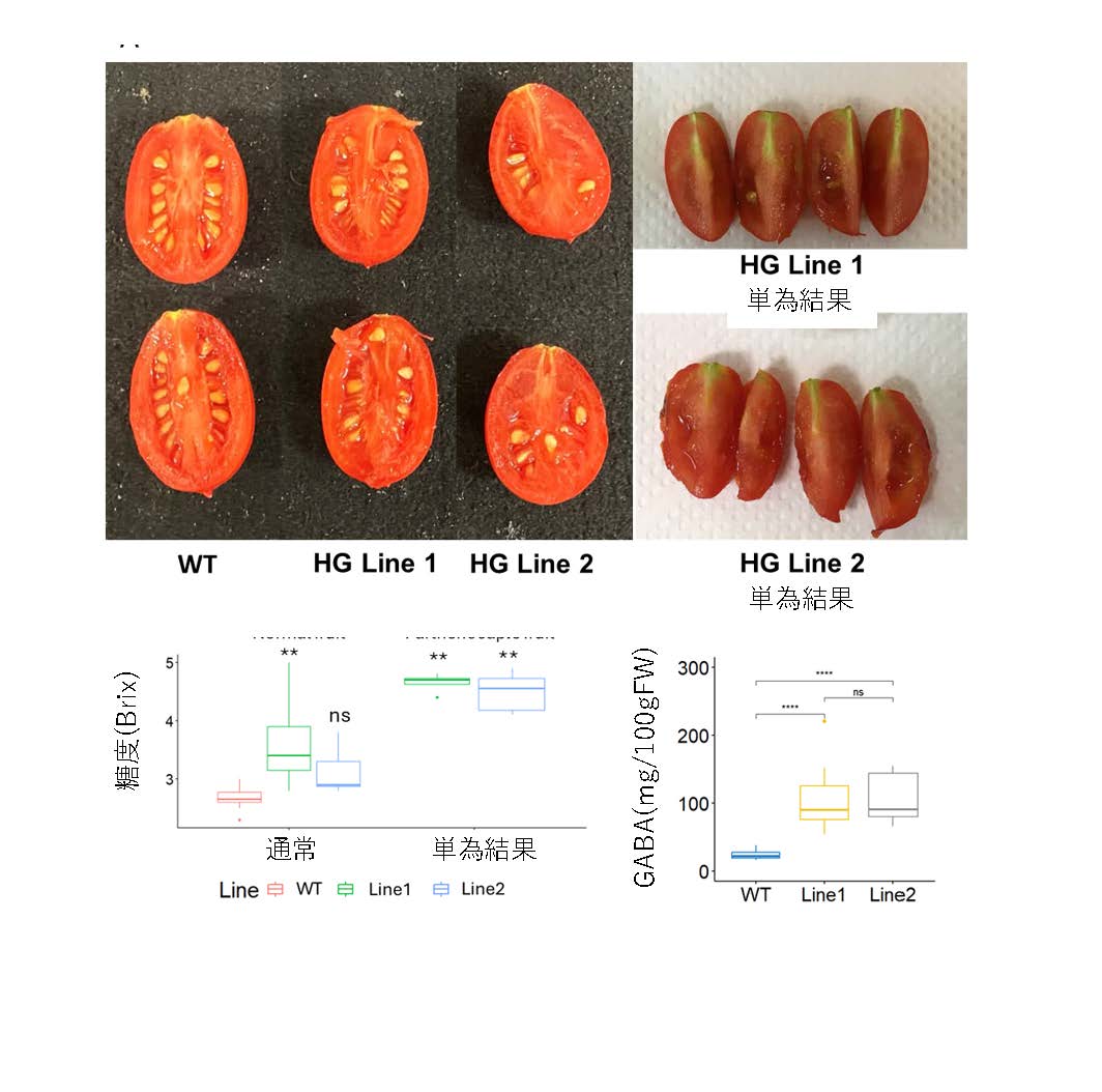 ゲノム編集により高糖度、高GABA、単為結果を同時にもつトマトの作出page-visual ゲノム編集により高糖度、高GABA、単為結果を同時にもつトマトの作出ビジュアル
