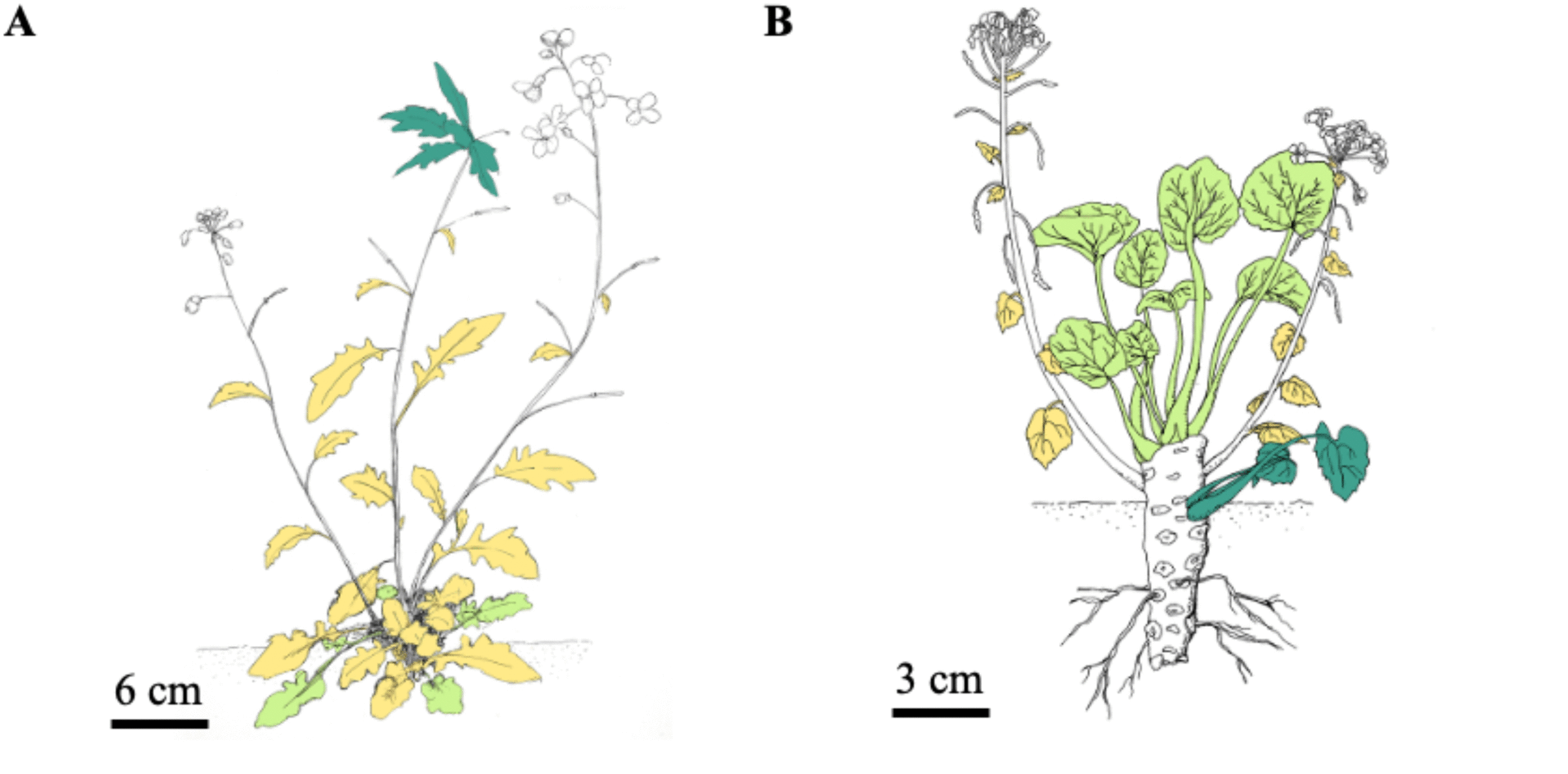 【プレスリリース】植物が植物が開花時期を決める「季節メーター」の仕組みを解明page-visual 【プレスリリース】植物が植物が開花時期を決める「季節メーター」の仕組みを解明ビジュアル